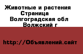  Животные и растения - Страница 11 . Волгоградская обл.,Волжский г.